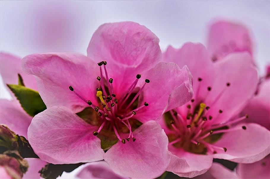 flower, spring, nature, flora, flowering plant, fragility, pink color HD wallpaper