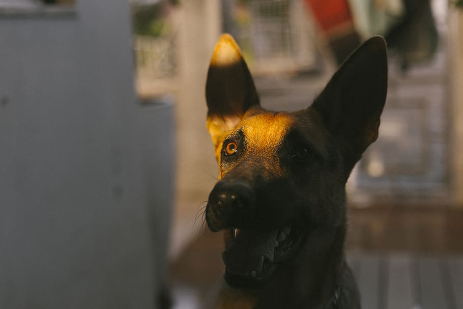 dog, shadow, dog eye, mutt, rescue dog, vsco, hound, chiaroscuro HD wallpaper