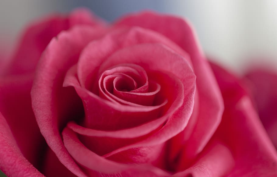 flower, rose, pink, bloom, romantic, blossom, love, romance HD wallpaper