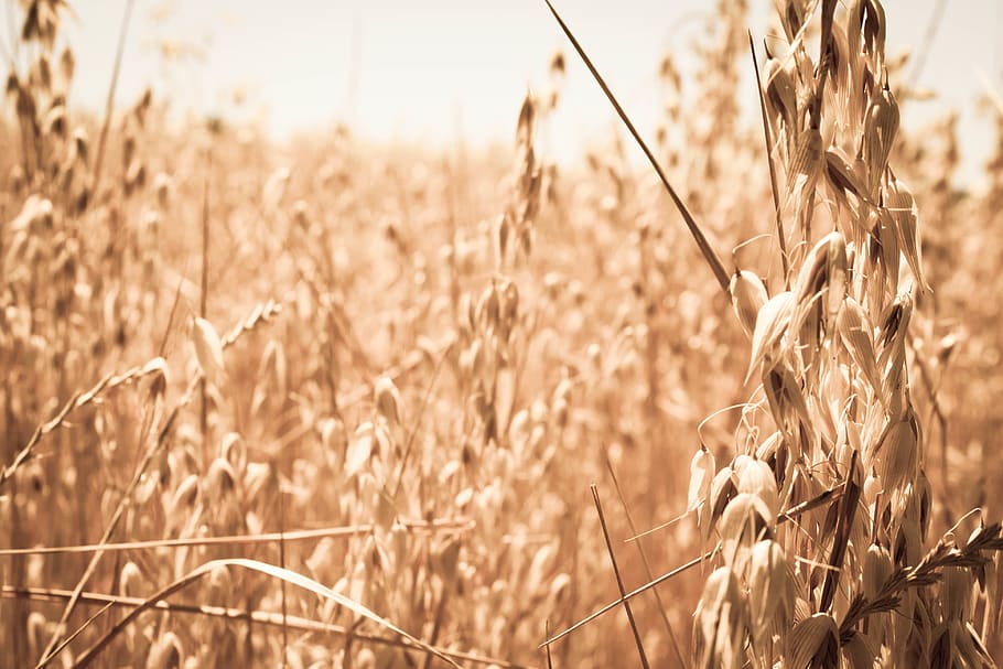 wheat, field, crop, grow, cereal plant, agriculture, rural scene HD wallpaper