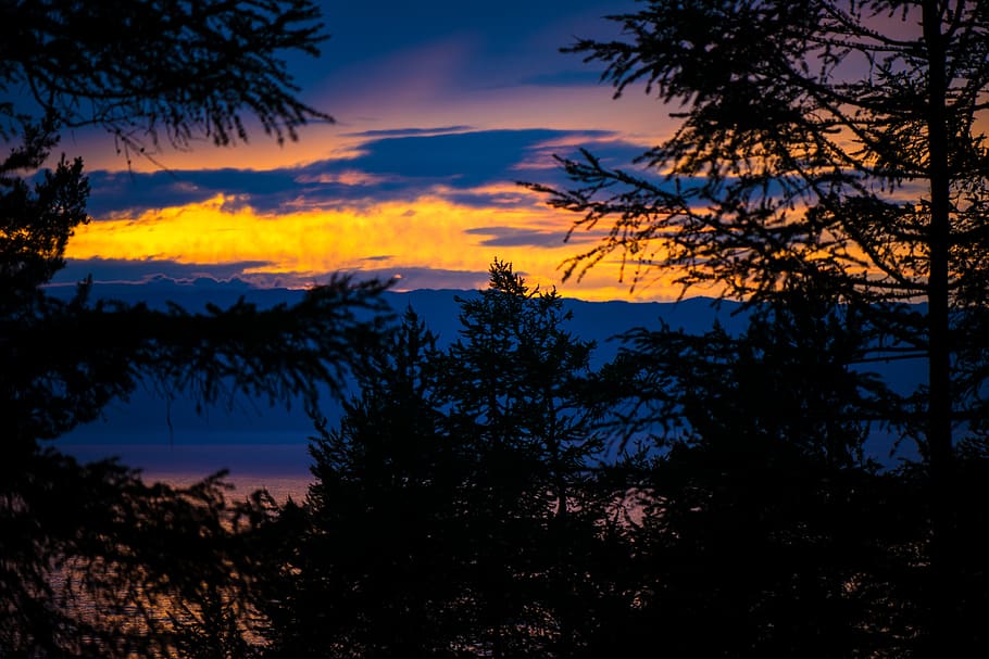 forest during golden hour, tree, sky, silhouette, plant, sunset HD wallpaper