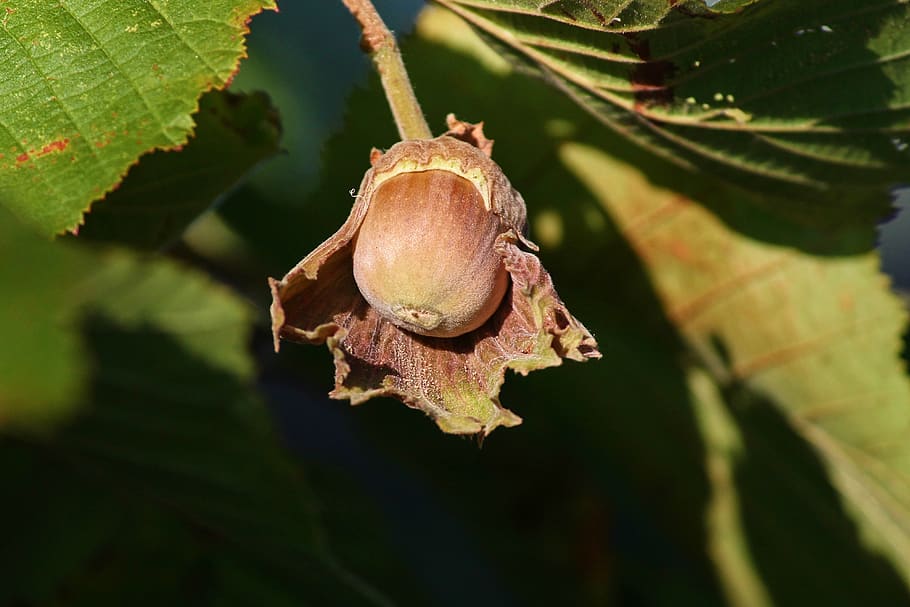 hazelnut, corylus avellana, fruit, brown, shell, food, nutrition, HD wallpaper