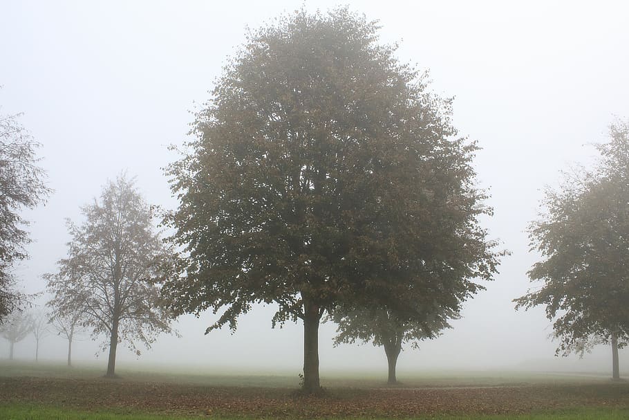 tree, away, field, landscape, meadow, agriculture, autumn, morgenstimmung HD wallpaper