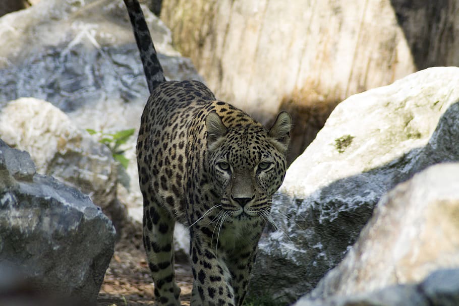 big cat, cheetah, predator, zoo, animal, animal wildlife, animal themes HD wallpaper