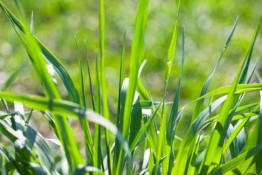 background, ecology, environment, field, grass, green, lawn HD wallpaper