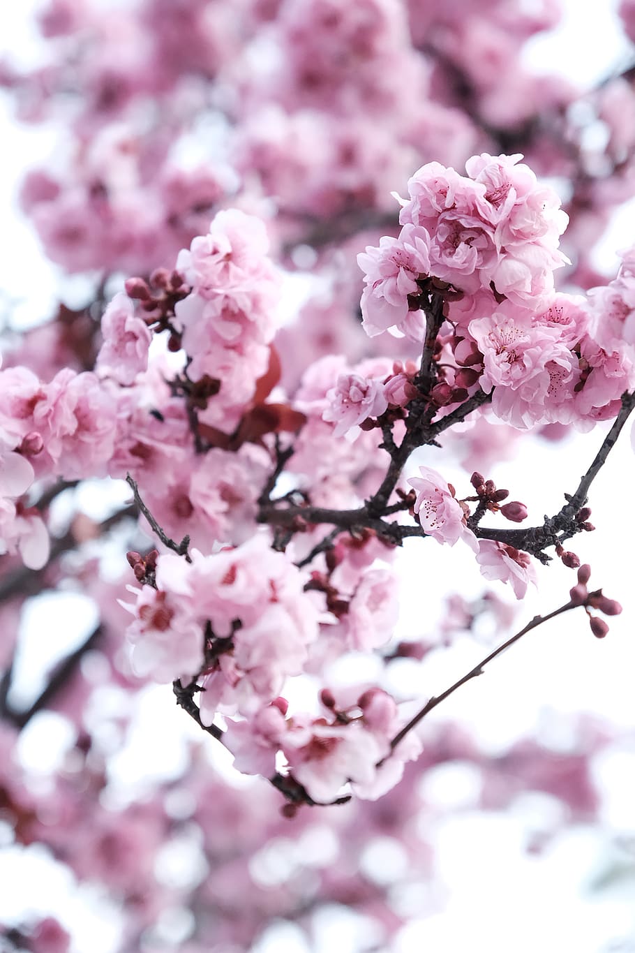 pink cherry blossoms, flowering plant, freshness, fragility, vulnerability HD wallpaper