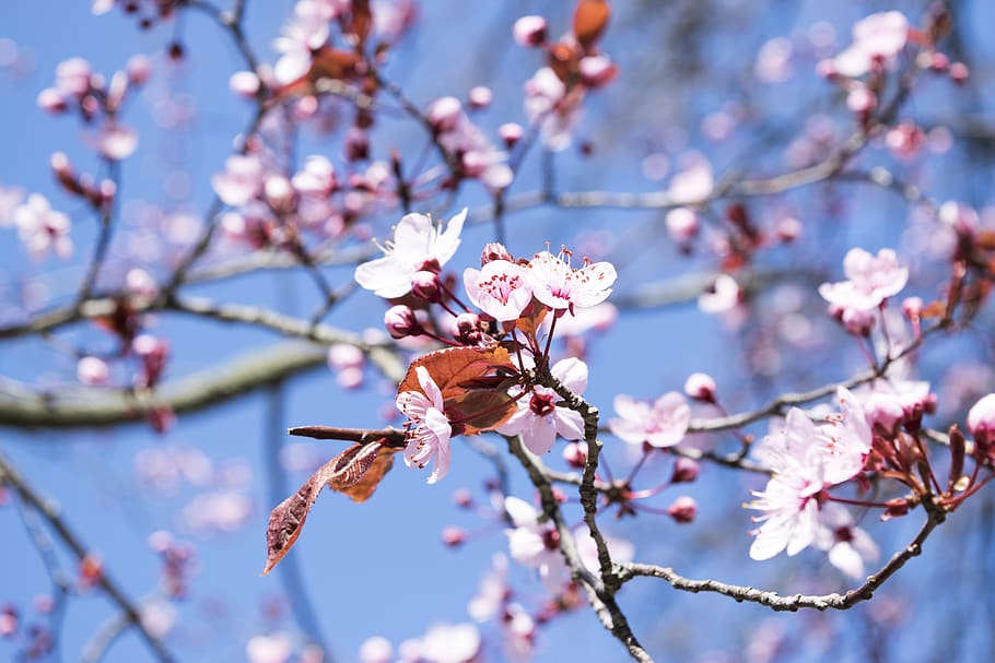 pin blossom tree, flowering plant, fragility, vulnerability, beauty in nature HD wallpaper