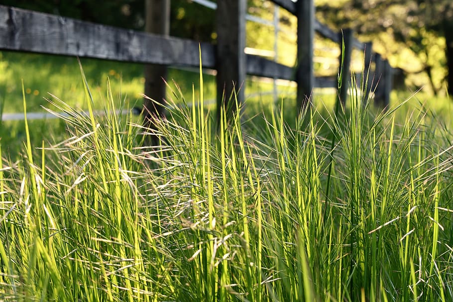 meadow, wild, spring, plant, garden, close up, signs of spring HD wallpaper