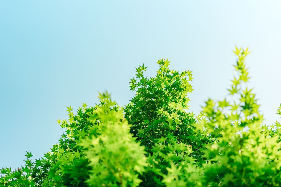 green leaf tree, plant, green color, sky, beauty in nature, growth HD wallpaper