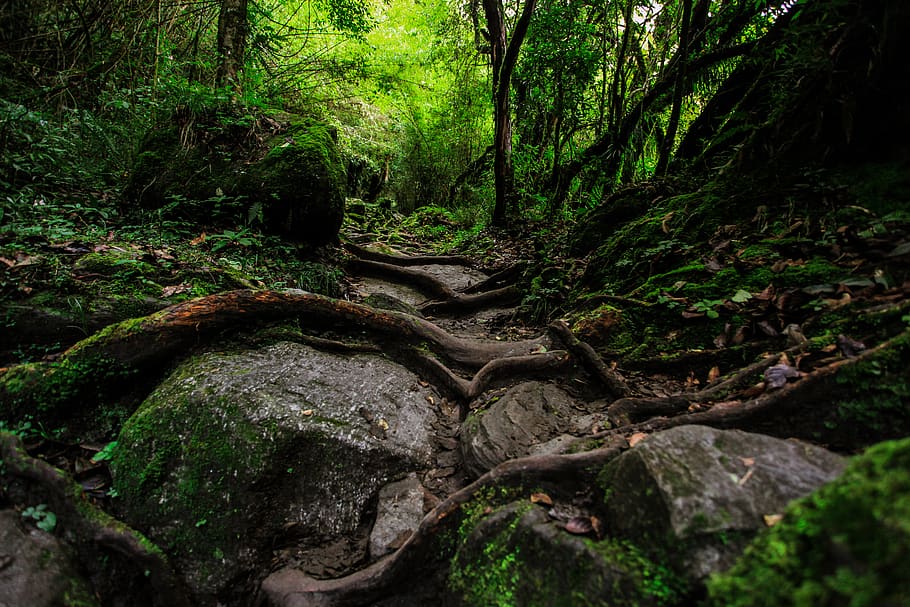 nepal, trees, forest, natura, plant, tranquility, land, beauty in nature HD wallpaper