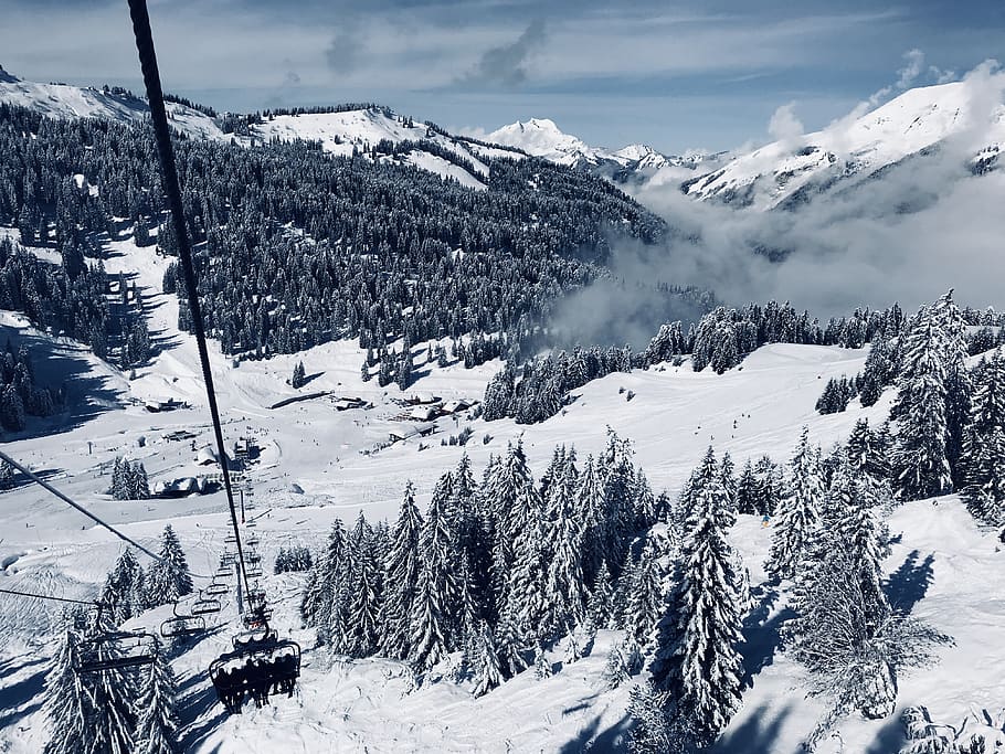 Snow Covered Pine Trees Below Running Cable Car during Day, alpine HD wallpaper