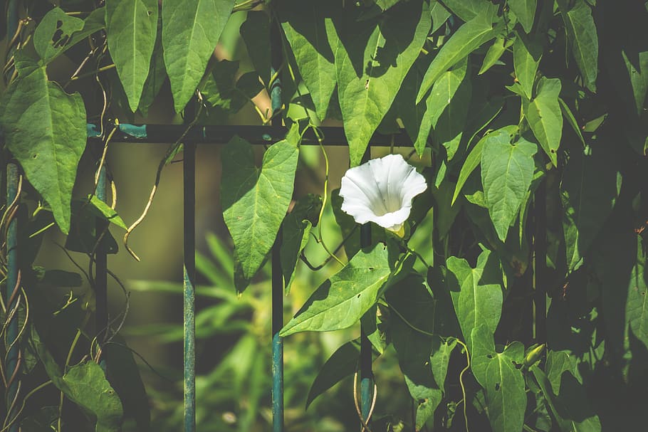 fence, ranke, bindweed, blossom, bloom, calyx, climber plant HD wallpaper