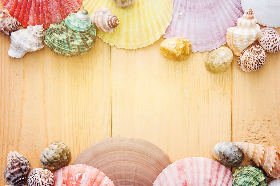 colorful, shell, calm, decor, design, indoors, domestic room HD wallpaper