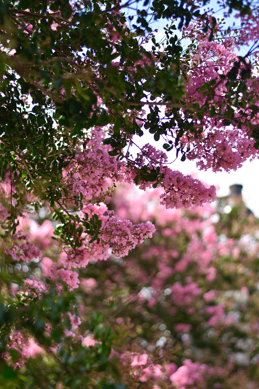 plant, flower, flowering plant, pink color, growth, beauty in nature HD wallpaper