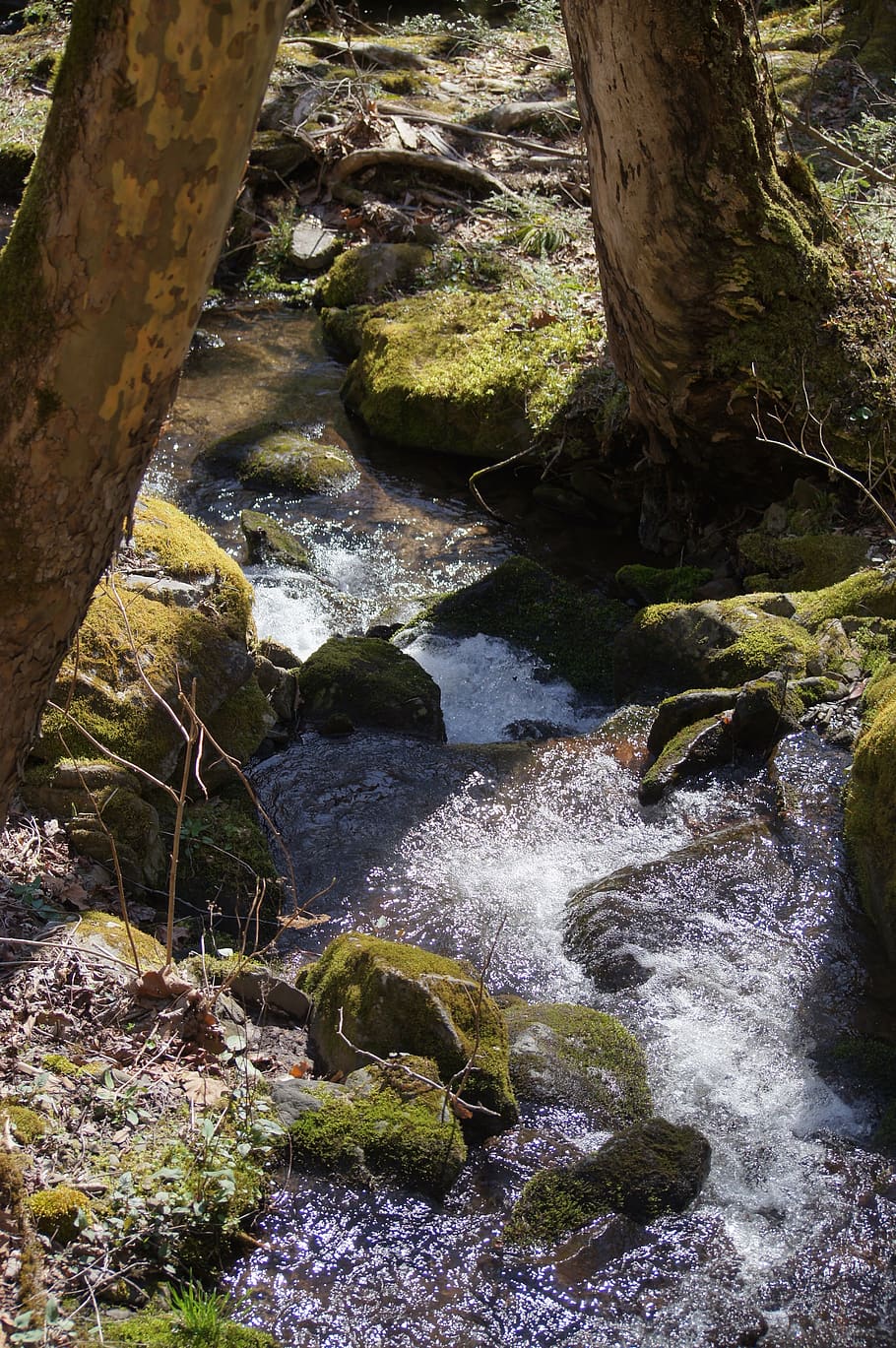 water, tree, plant, motion, nature, beauty in nature, flowing water HD wallpaper