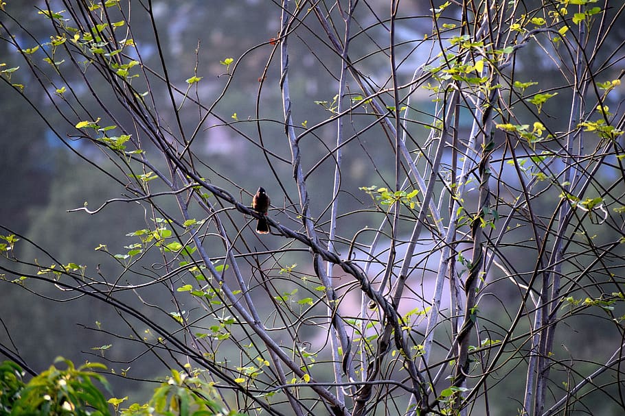 bird, tree, branch, nature, animal, landscape, beak, sky, spring HD wallpaper