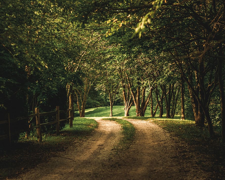 brown pathways across trees, plant, direction, the way forward HD wallpaper
