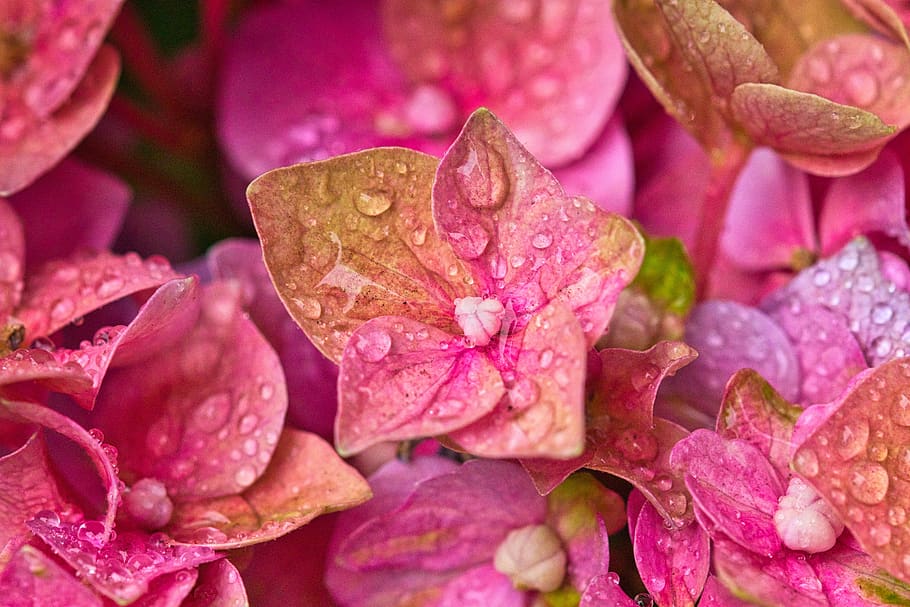hydrangea, flowers, close up, hydrangea flower, drop of water HD wallpaper
