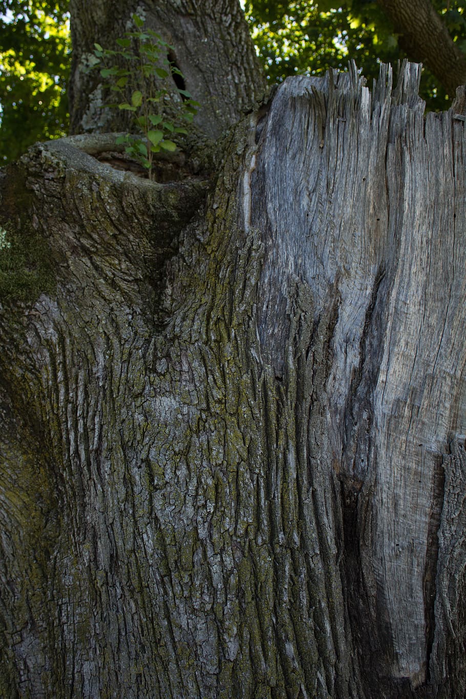 tree, trunk, bark, sprout, leaves, new growth, rough, damage HD wallpaper