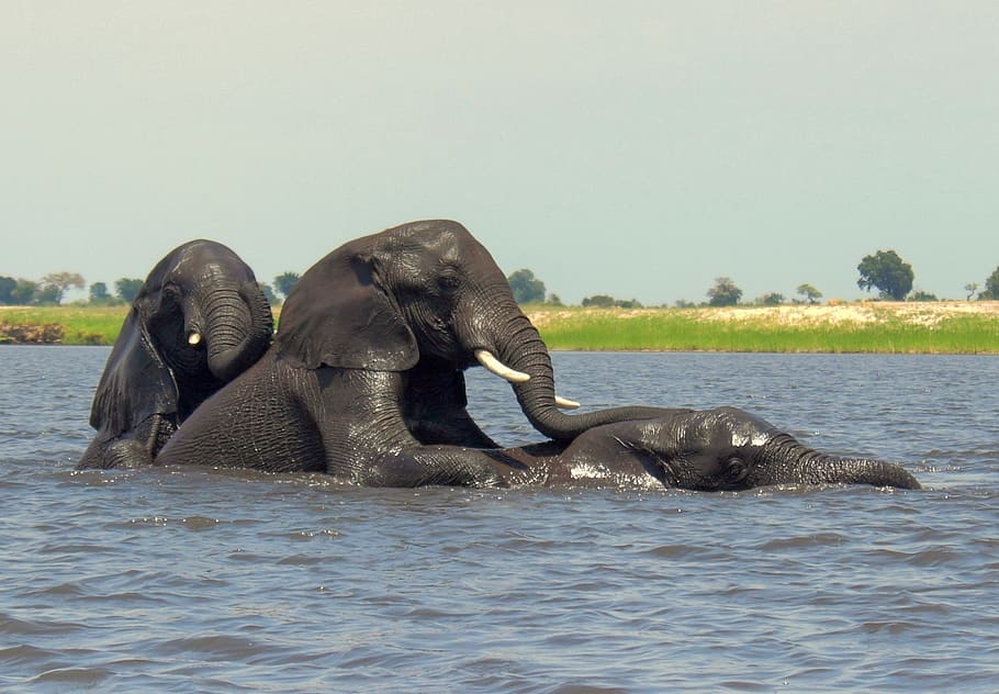 botswana, chobe national park, elephants, river, africa, animal HD wallpaper