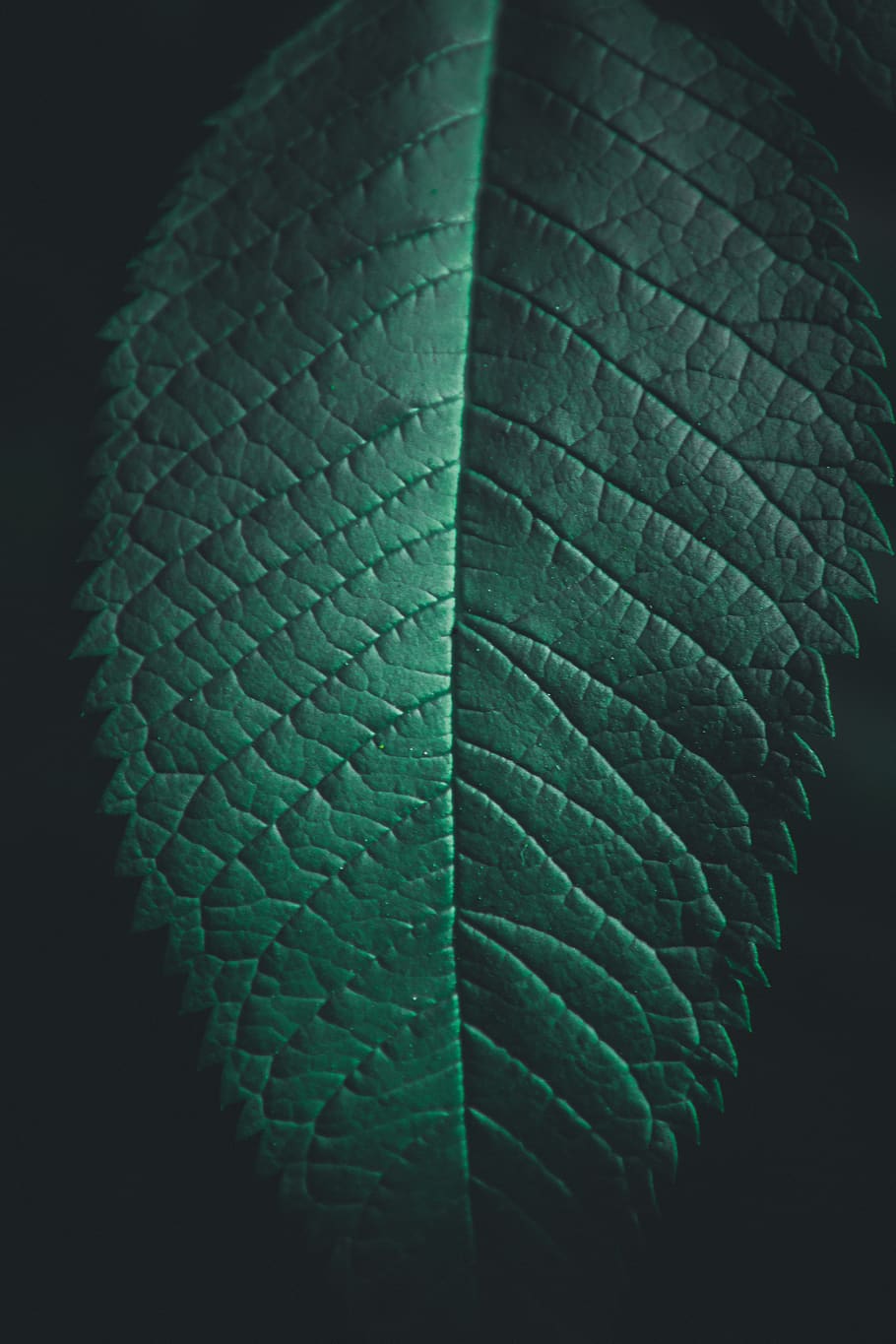 Green Leaf, abstract, biology, close-up, color, colors, dark HD wallpaper