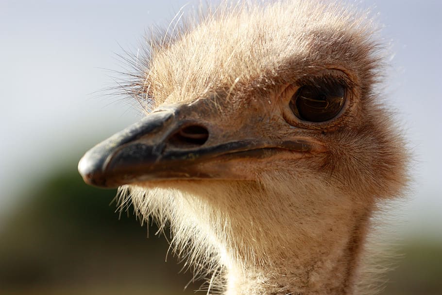 animal themes, one animal, bird, ostrich, animal body part HD wallpaper