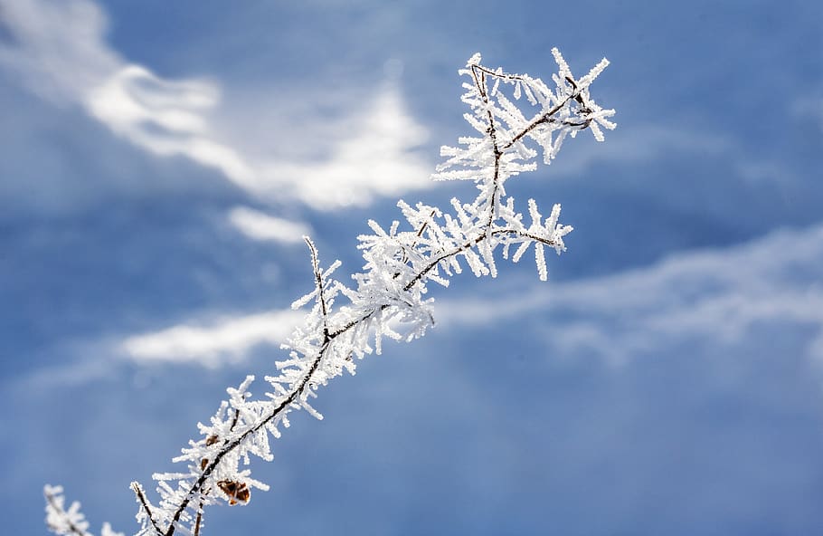 eiskristalle, smaller branch, snow, winter, cold, frozen, frost, HD wallpaper