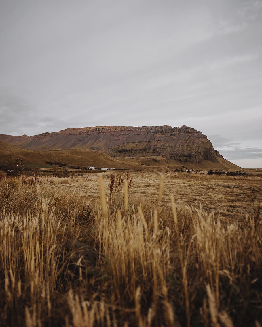 brown grass field, outdoors, plant, grassland, mesa, plateau HD wallpaper
