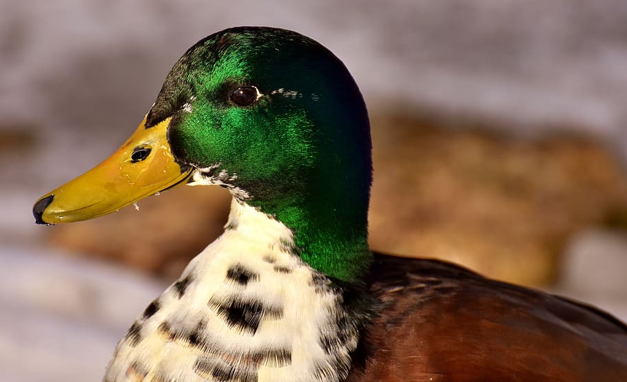 mallard, males, bread, eat, snow, winter, water bird, bill HD wallpaper