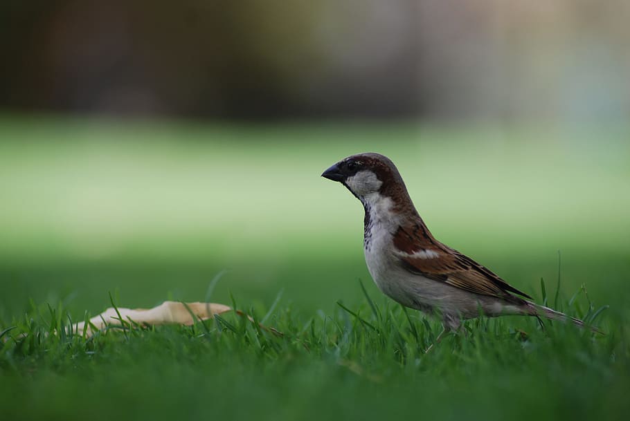 tiny, bird, animal, nature, wild, sparrow, animal wildlife HD wallpaper