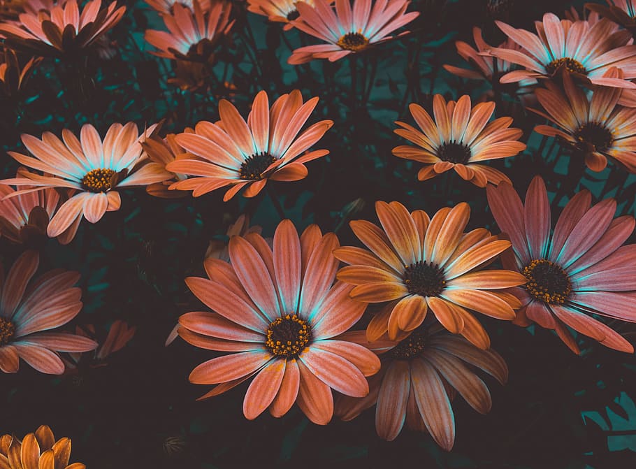 Photo of Daisy Flowers, art, beautiful, bloom, blooming, blossoms HD wallpaper