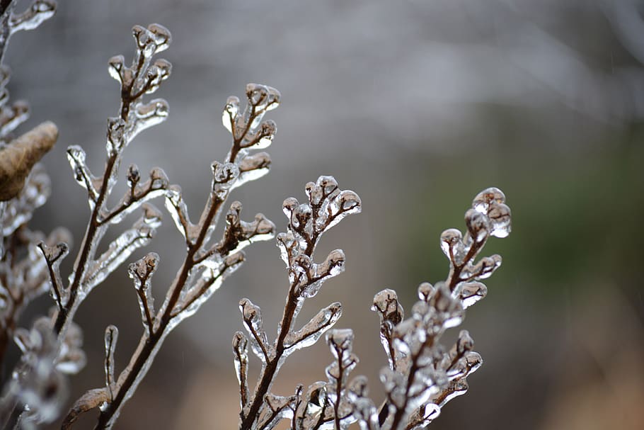 Ice, Frozen, Winter, plant, focus on foreground, growth, beauty in nature HD wallpaper