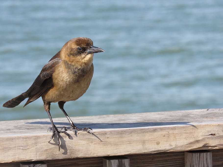 birds, sea, ocean, one animal, animal wildlife, vertebrate HD wallpaper