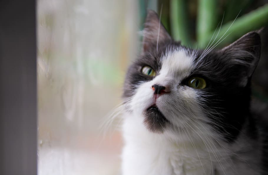 ukraine, animal themes, one animal, mammal, domestic, cat, pets HD wallpaper