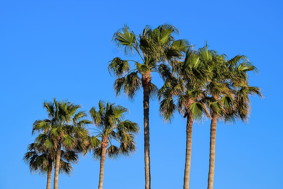 palm, tropical, trees, sky, exotic, nature, palm tree, tropical climate HD wallpaper