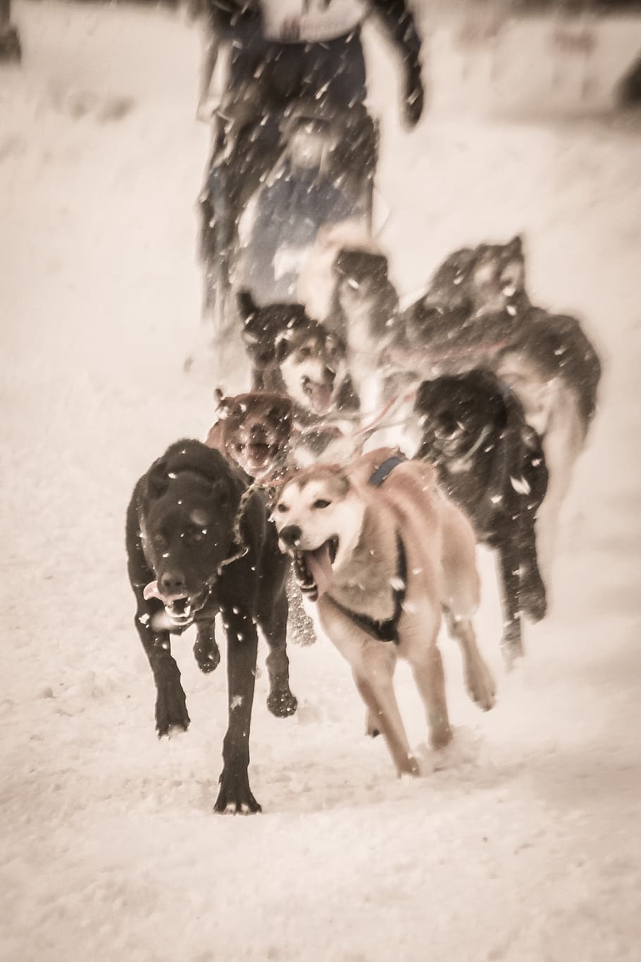 alaska, work, teamwork, action, power, winter, sled, race, snow HD wallpaper
