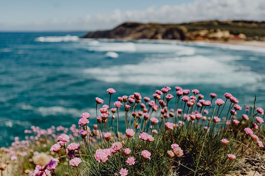 Cluster of Pink Flowers Growing at the Ocean's Edge, Portugal HD wallpaper