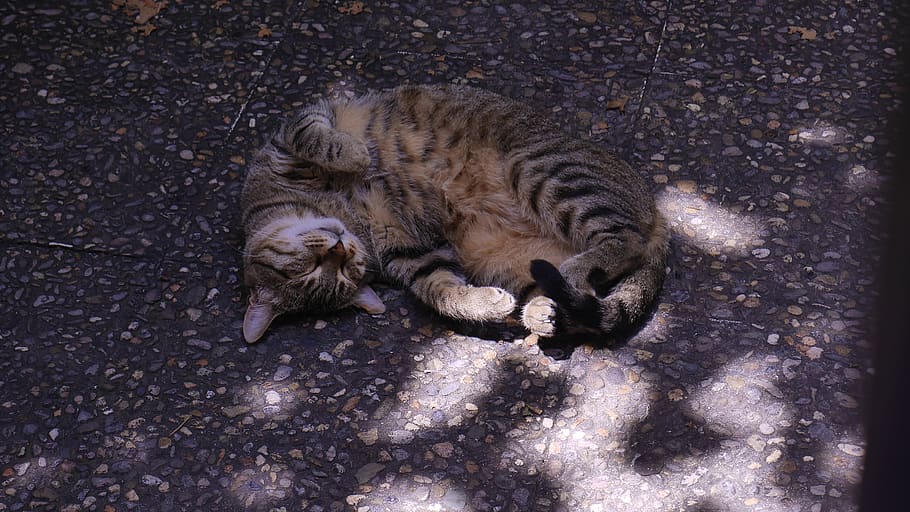 spain, begur, animal, shadow, light, sun, street, cats, sleeping HD wallpaper