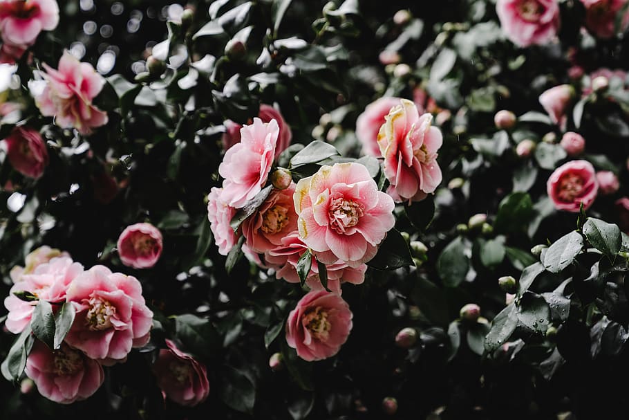 blooming pink flowers, flowering plant, fragility, vulnerability HD wallpaper