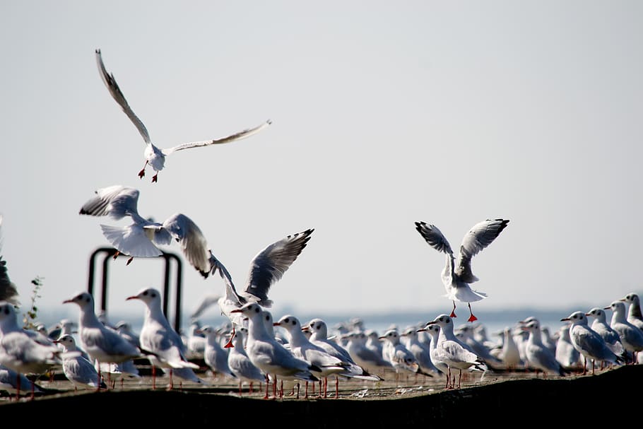 seagull, dock, summer, water, ocean, pier, nature, port, animal HD wallpaper