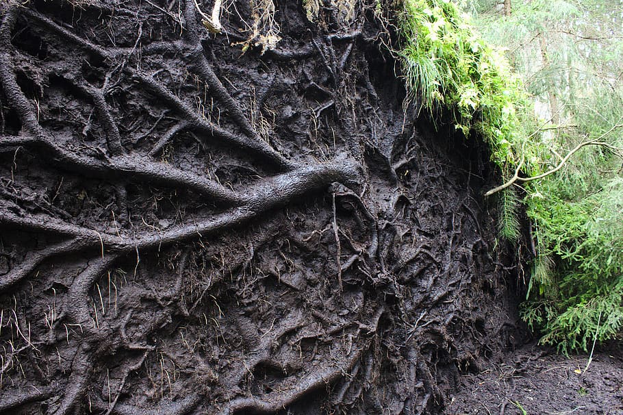 germany, steingaden, roots, tree, storm, damage, plant, no people HD wallpaper