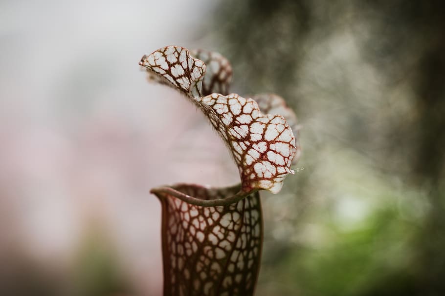 red pipe plant, moss, blossom, flower, australia, sydney, the royal botanic garden sydney HD wallpaper