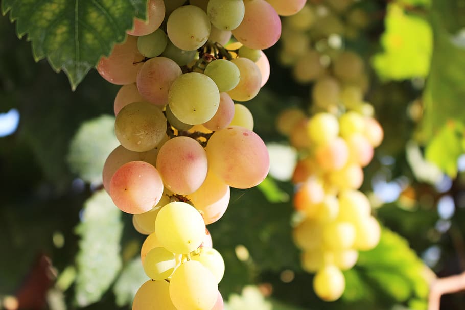 grapes, fruit, vine, winegrowing, grapevine, sweet, fruits HD wallpaper