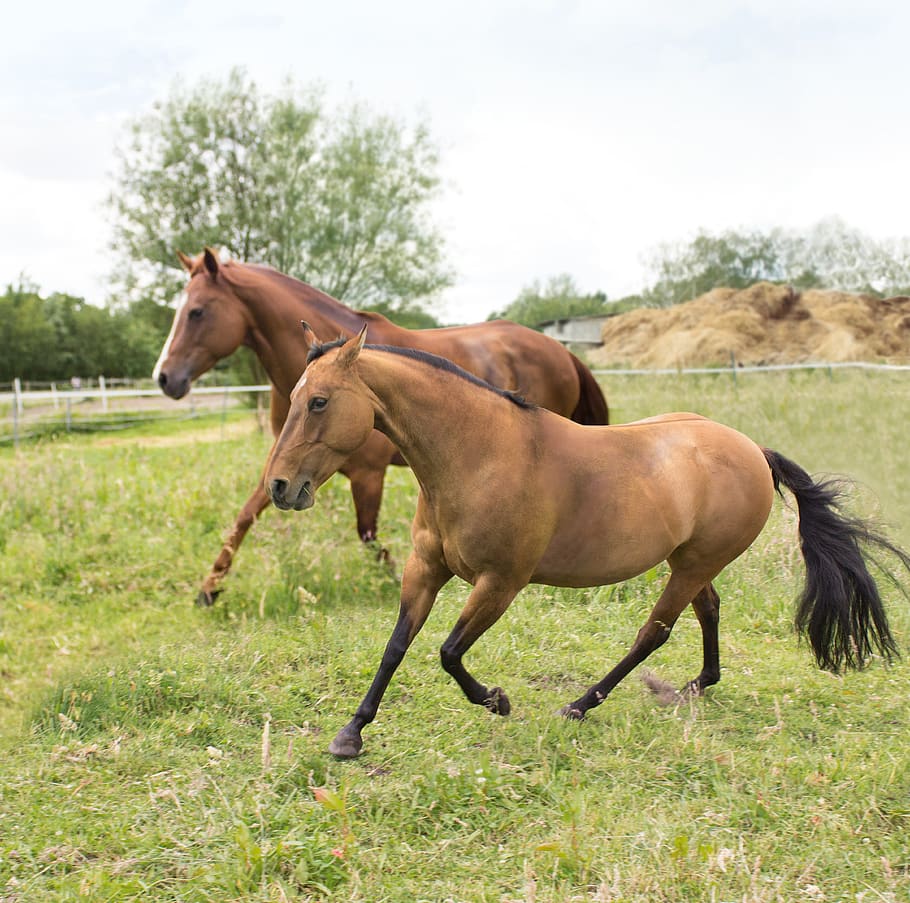 paddock, horses, pasture, run, mammal, animal, domestic animals HD wallpaper