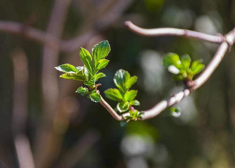 branch, leaves, green, spring, nature, leaf, plant, bud, fresh HD wallpaper