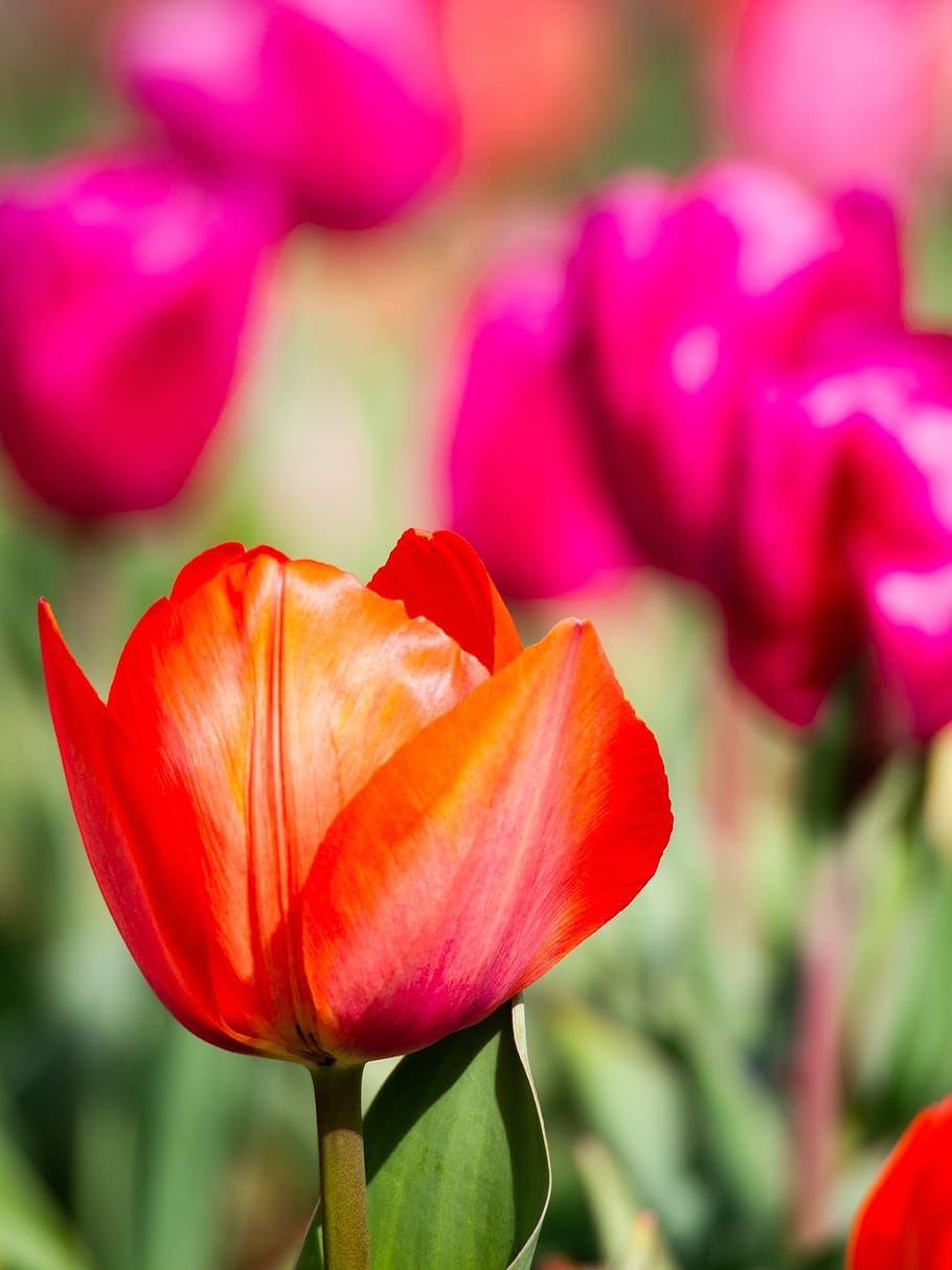 tulip, spring, tulip fields, flowers, natural, garden, spring flowers HD wallpaper