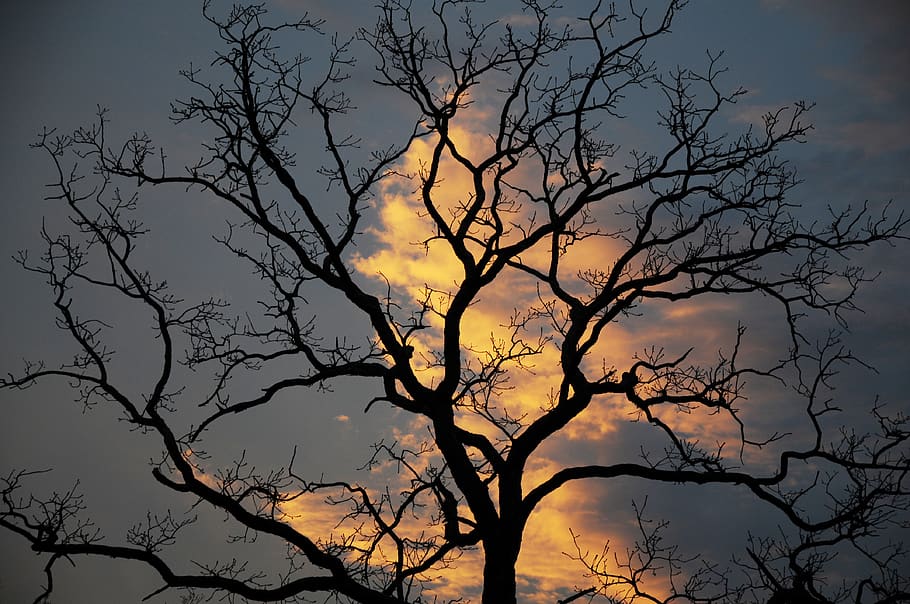 tree, sunset, evening, silhouette, sky, beauty in nature, branch HD wallpaper