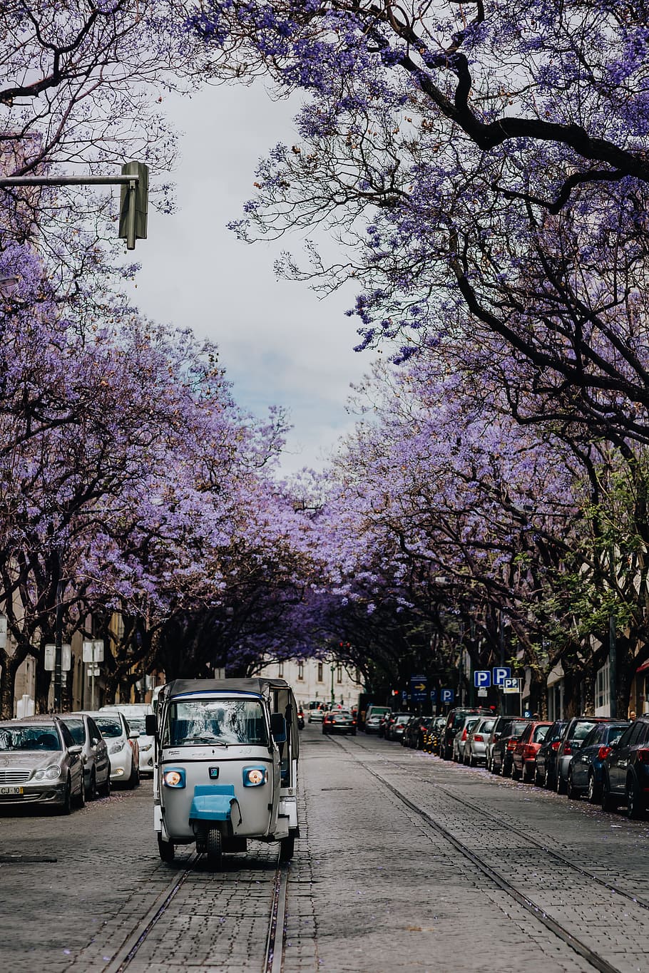 Purple Jacaranda trees. At Avenida Dom Carlos I, Lisbon, Portugal, HD wallpaper