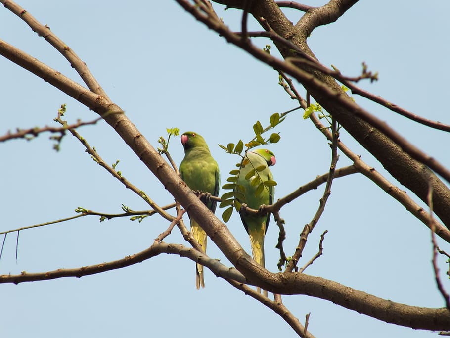 bird, parrot, love, tree, vertebrate, branch, perching, animal themes HD wallpaper