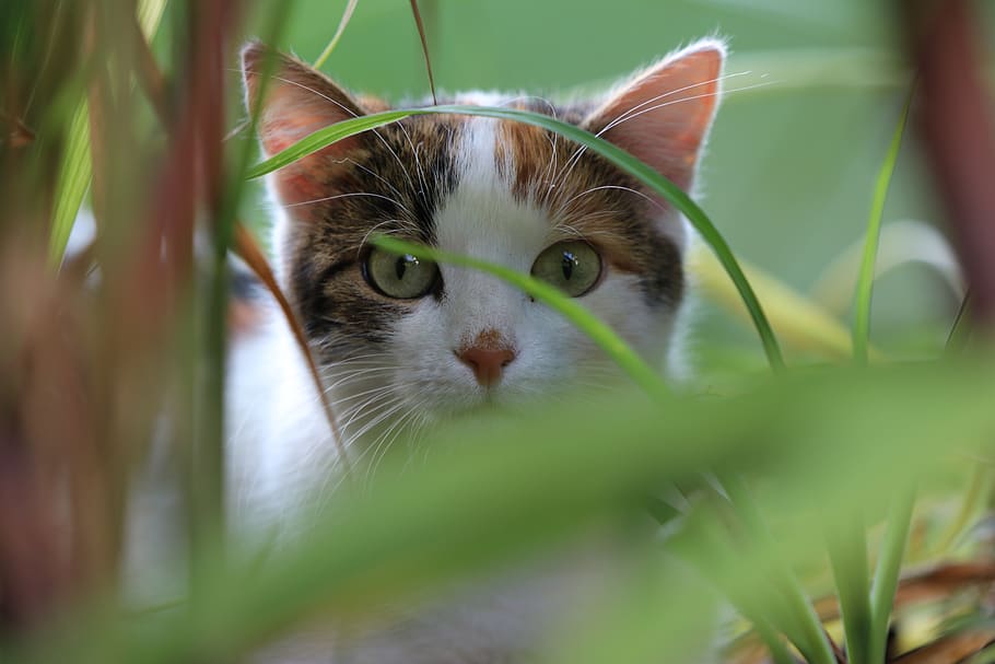 cat, grass, curious, domestic cat, feline, mammal, animal, animal themes HD wallpaper